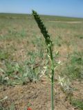 Ornithogalum pyrenaicum