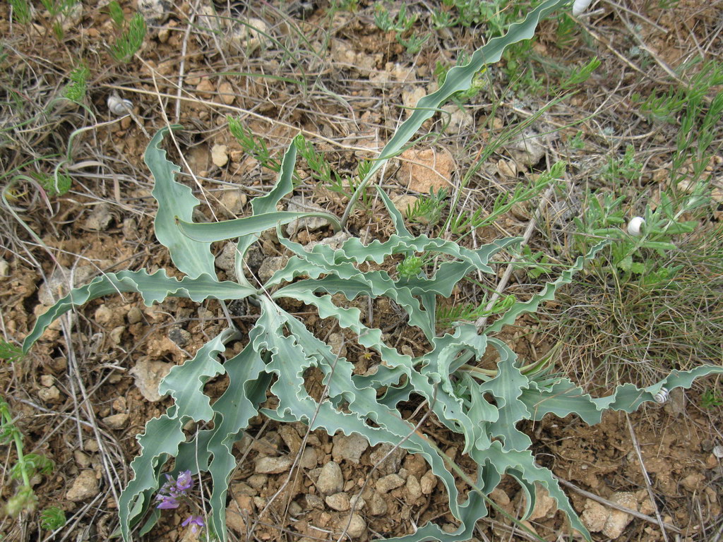 Image of Scorzonera crispa specimen.