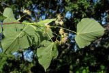 Tilia platyphyllos. Ветвь с соцветиями. Крым, южный склон Ай-Петринской яйлы в р-не перевала Чёртова лестница. 3 июля 2016 г.