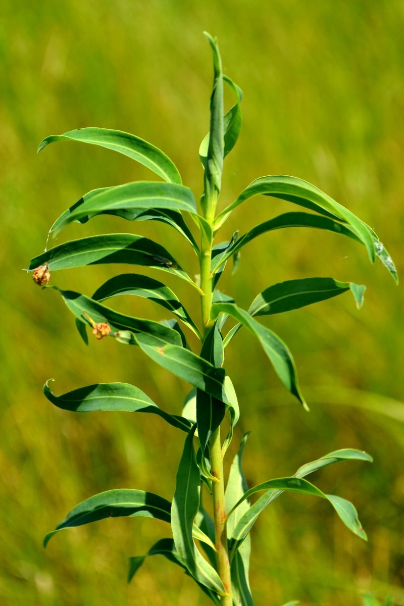 Изображение особи Euphorbia palustris.