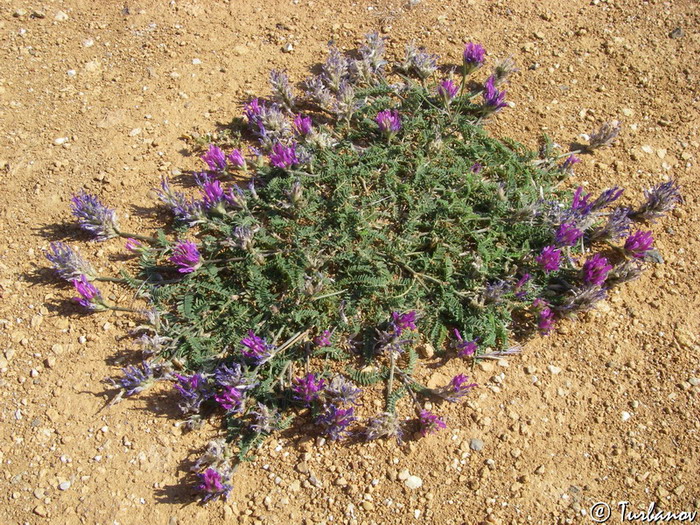 Image of Astragalus onobrychis specimen.