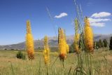 Eremurus stenophyllus