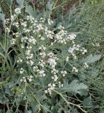 Crambe maritima