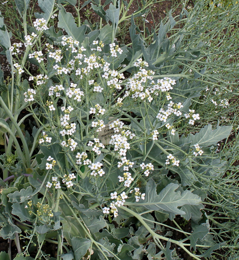 Изображение особи Crambe maritima.