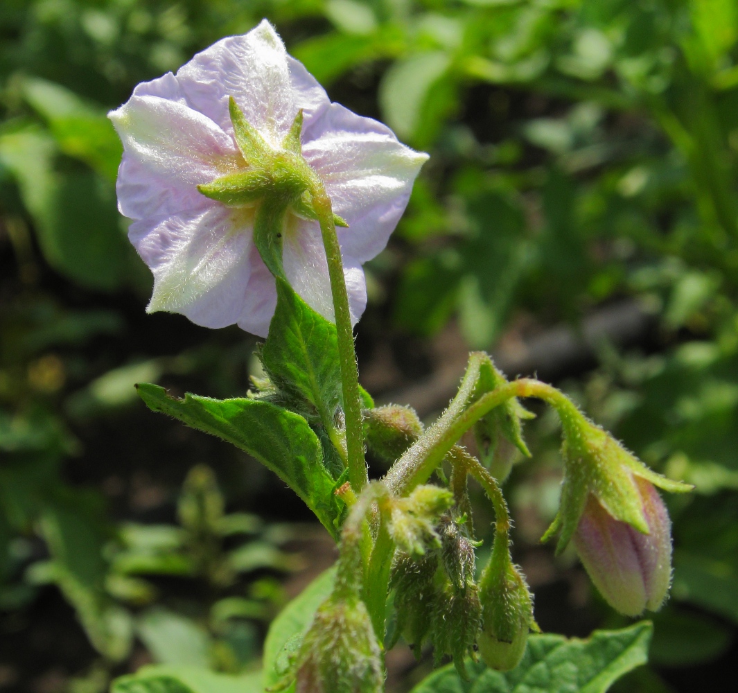 Image of Solanum tuberosum specimen.