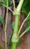 Persicaria lapathifolia