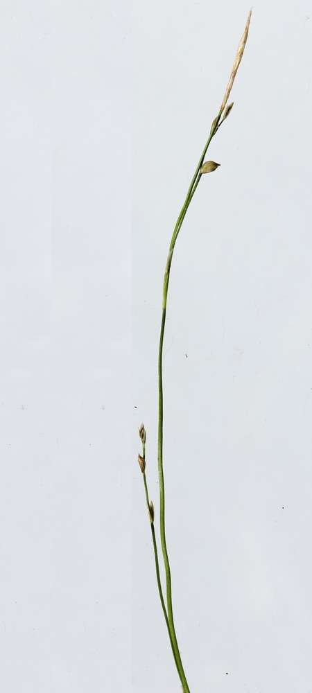Изображение особи Carex ussuriensis.