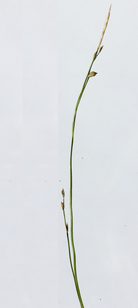 Image of Carex ussuriensis specimen.