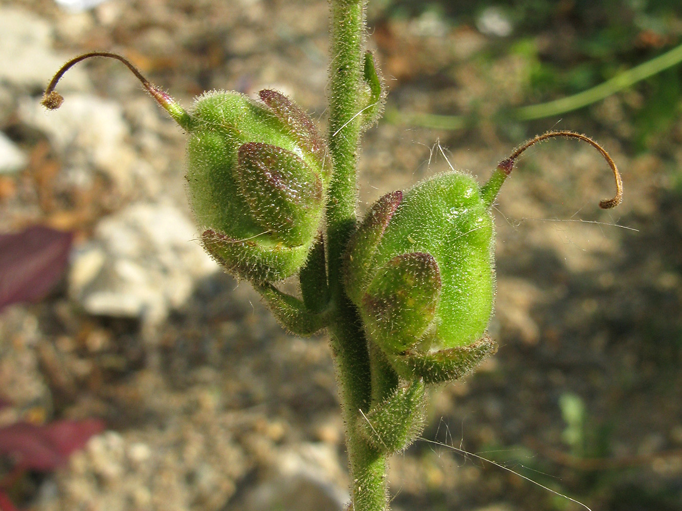 Image of Antirrhinum majus specimen.