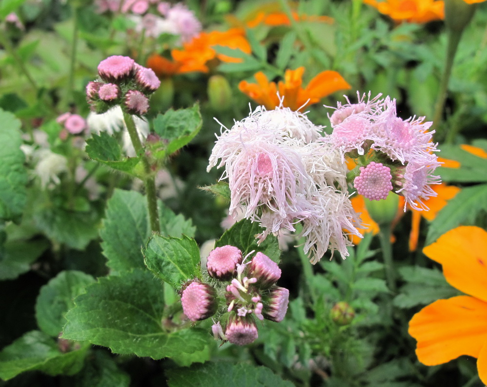 Изображение особи Ageratum houstonianum.