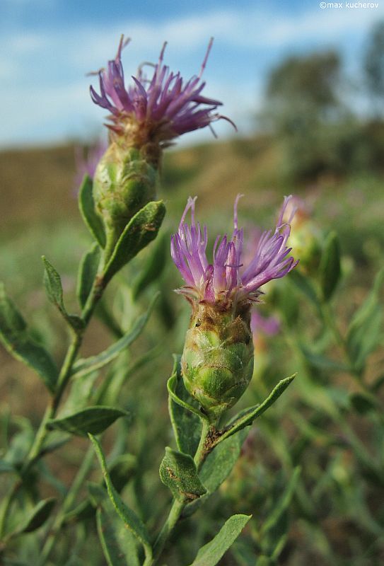 Image of Acroptilon repens specimen.