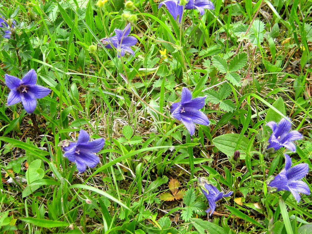 Image of Campanula dasyantha specimen.