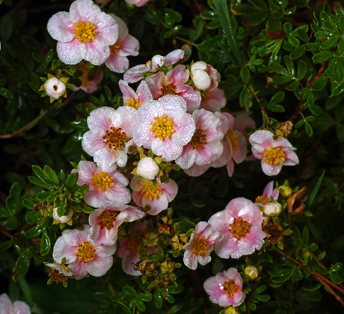 Image of Dasiphora fruticosa specimen.