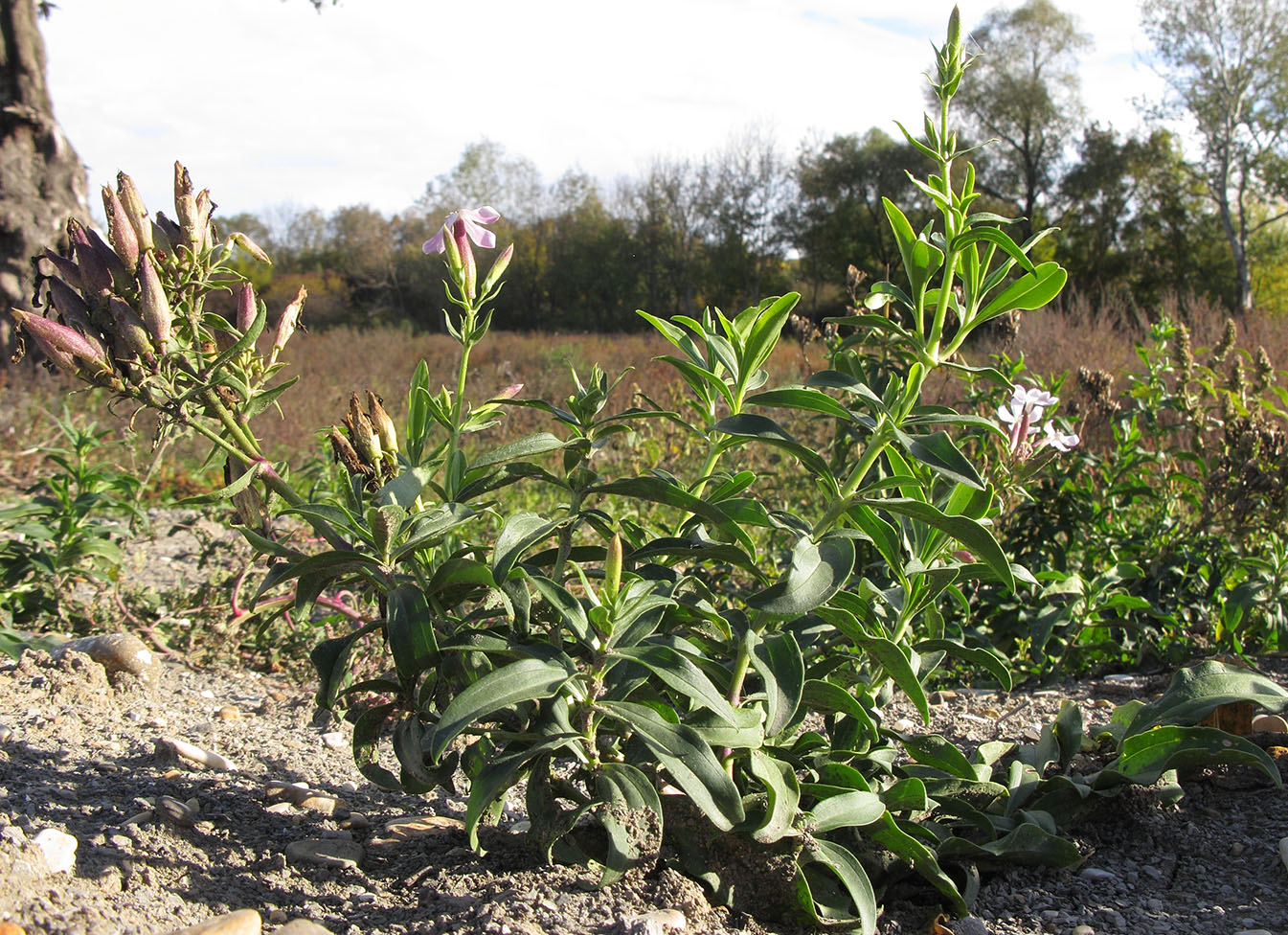 Изображение особи Saponaria officinalis.