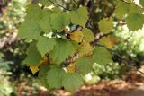 Crataegus nitida. Ветвь. Узбекистан, г. Ташкент, Ботанический сад им. Ф.Н. Русанова, североамериканская часть дендропарка. 20.10.2013.