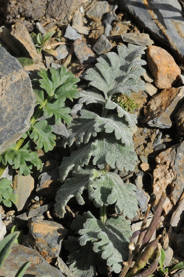 Image of Semenovia transiliensis specimen.