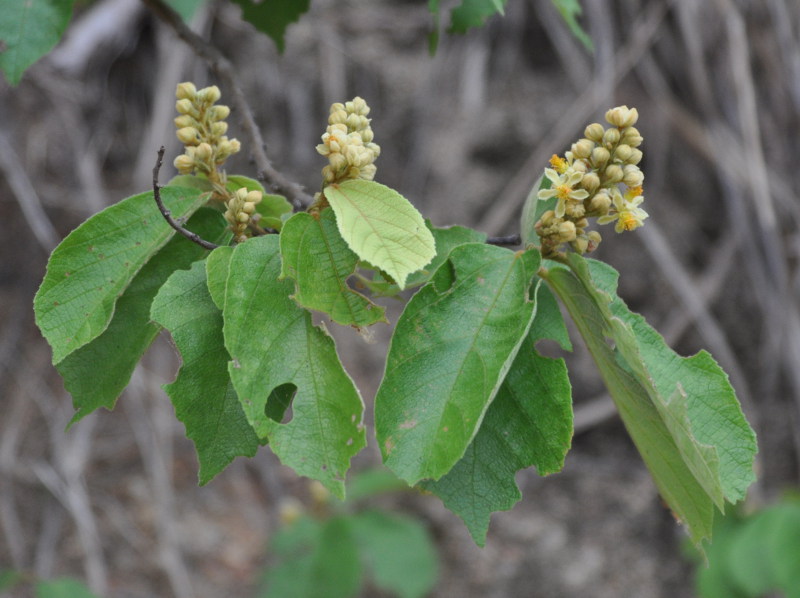 Image of Microcos paniculata specimen.