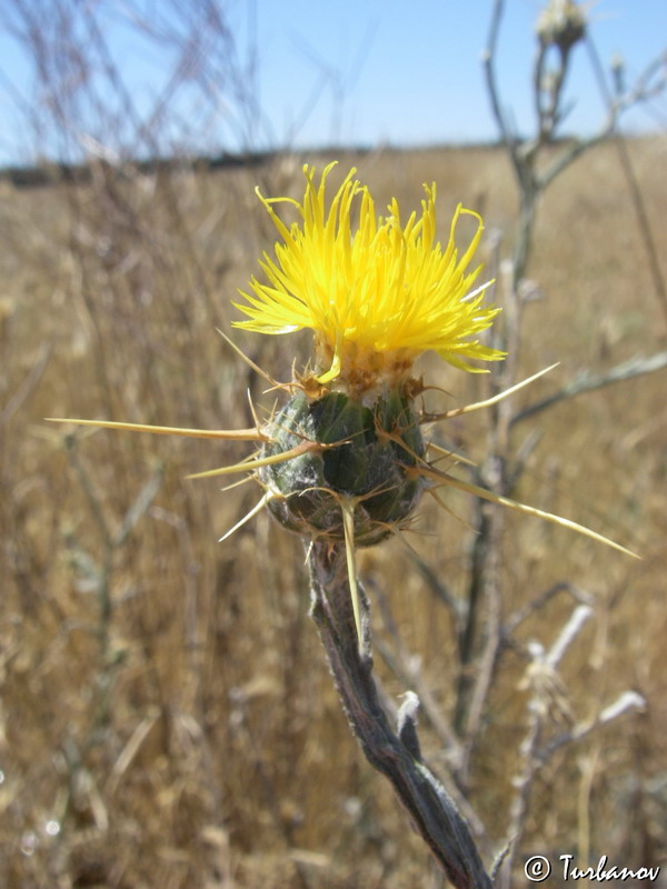 Изображение особи Centaurea solstitialis.