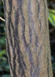 Halesia carolina. Средняя часть ствола молодого растения. Германия, г. Дюссельдорф, Ботанический сад университета. 04.09.2013.