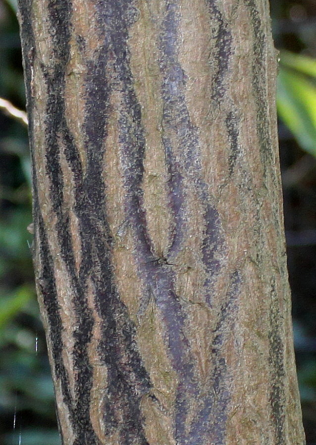 Изображение особи Halesia carolina.