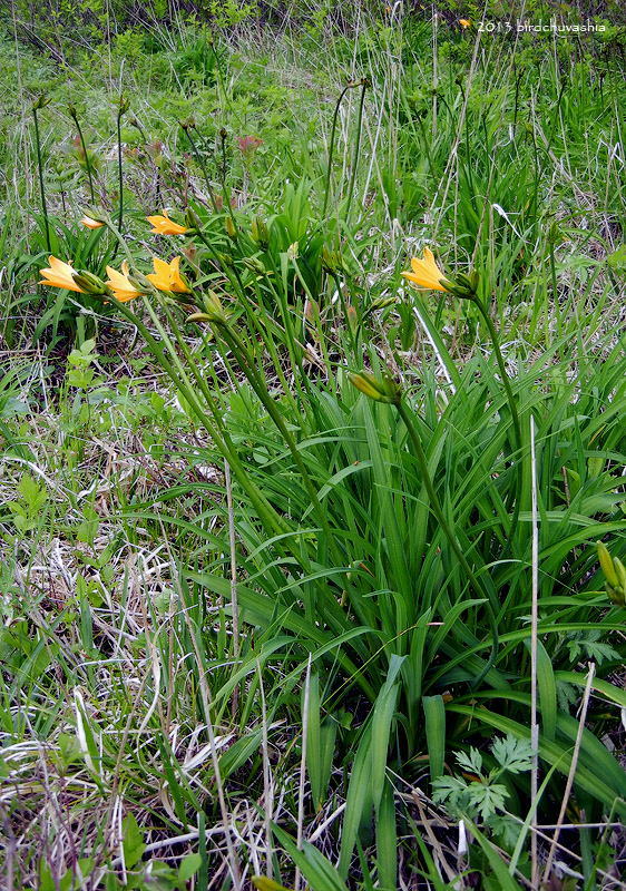 Image of Hemerocallis esculenta specimen.