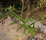 genus Helianthus