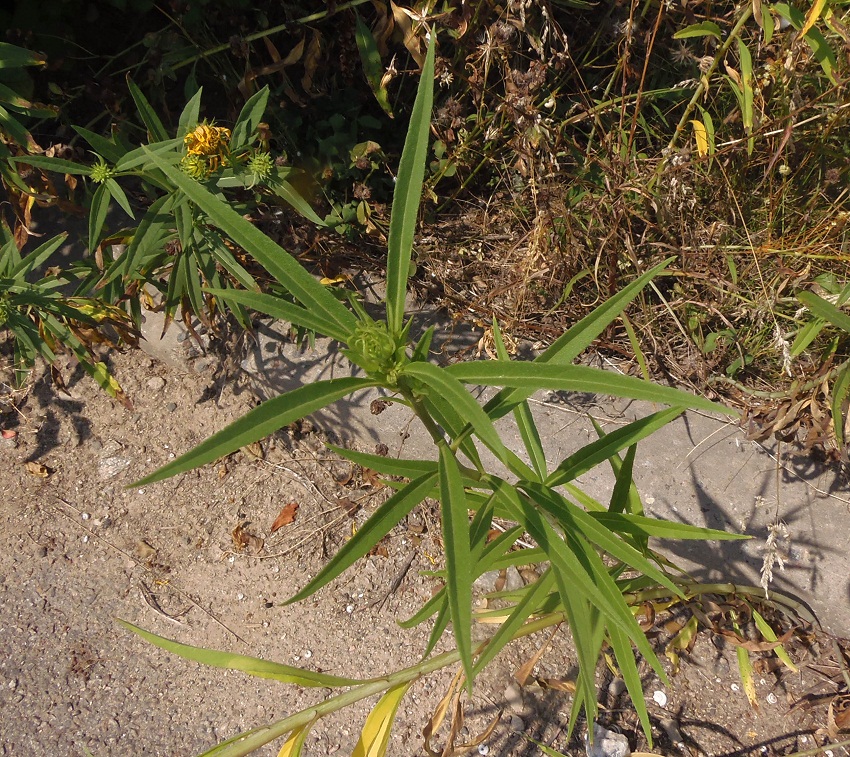 Image of genus Helianthus specimen.