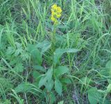 Solidago virgaurea subspecies dahurica. Цветущее растение. Иркутская обл. окр. Иркутского вдхр. 20.07.2007.