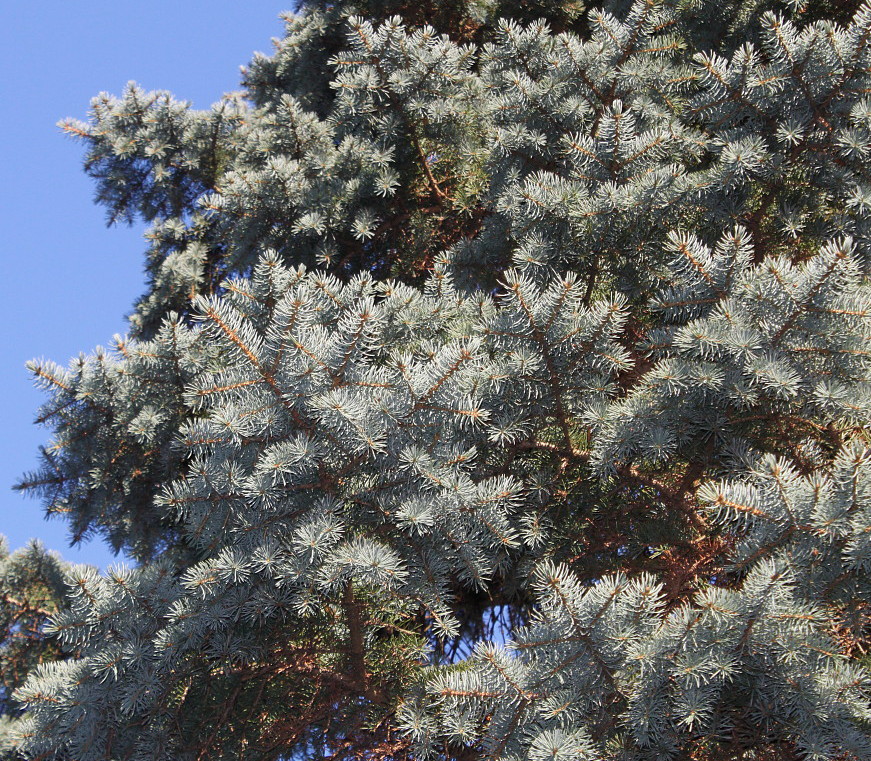 Изображение особи Picea pungens f. glauca.