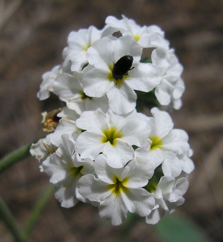 Image of Heliotropium suaveolens specimen.