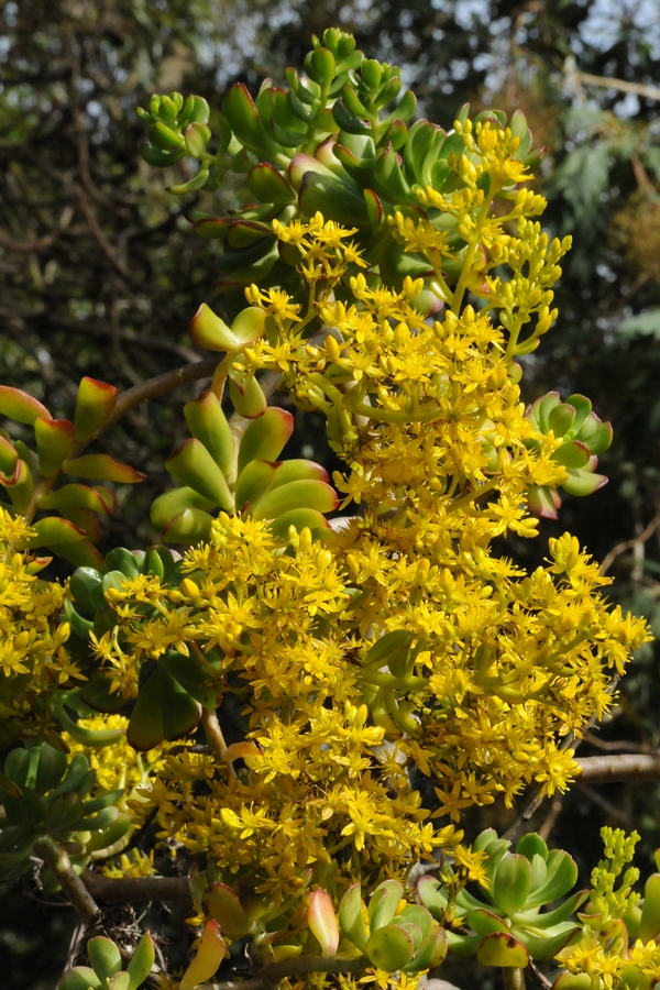 Image of Sedum dendroideum specimen.