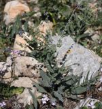 Cynoglossum creticum. Цветущее и плодоносящее растение. Израиль, гора Гильбоа, гарига. 22.03.2014.