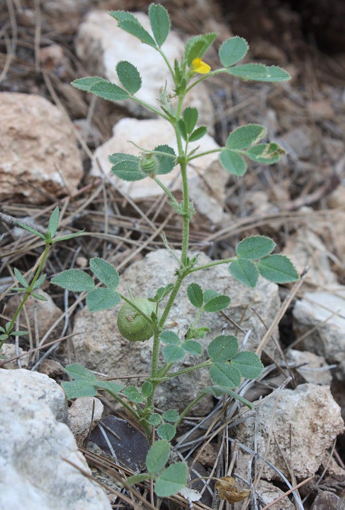 Изображение особи Medicago scutellata.