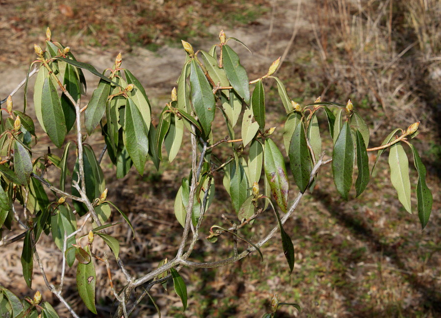 Изображение особи Rhododendron ambiguum.