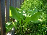 Allium ochotense