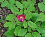 Paeonia caucasica. Цветущее растение. Краснодарский край, Апшеронский р-н, окр. пос. Мезмай, хребет Гуама, Орлиная скала. 28.04.2014.