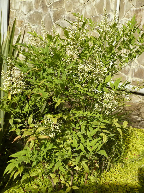 Image of Nandina domestica specimen.