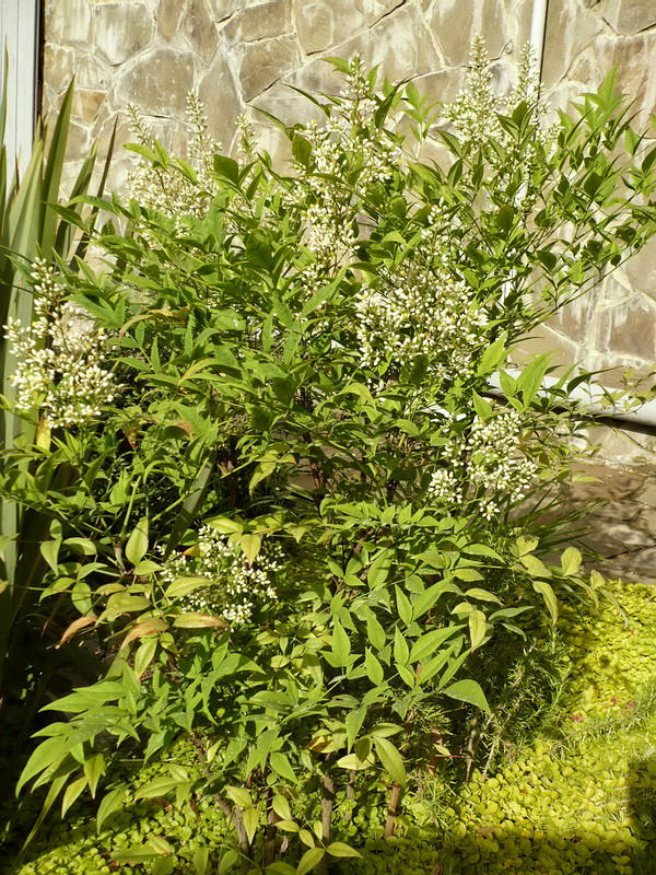 Изображение особи Nandina domestica.