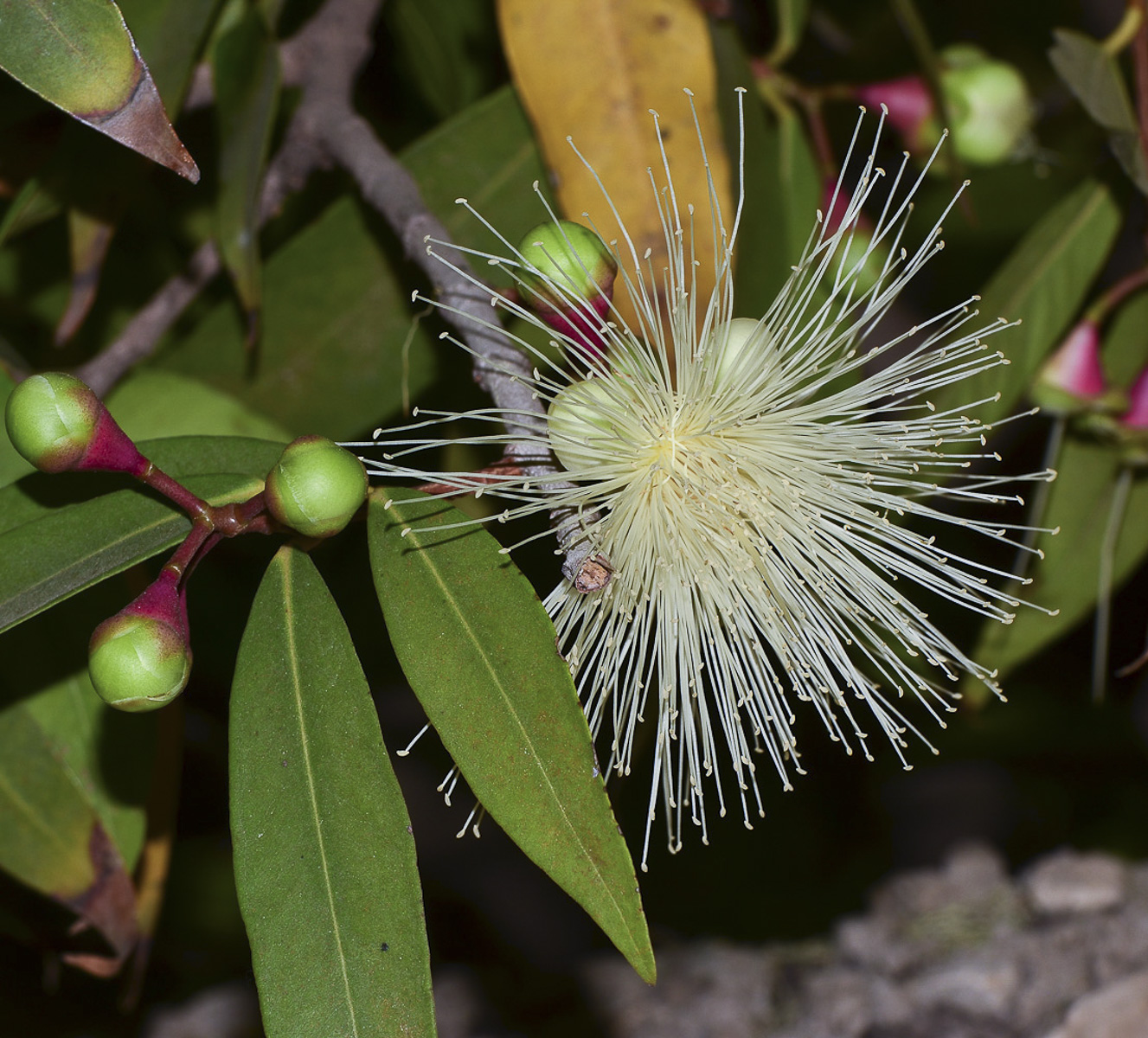 Image of Syzygium jambos specimen.