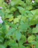 Asperula caucasica. Побеги. Адыгея, левый берег р. Белая, вдоль тропы из пос. Каменномостовский до водопадов Руфабго. 27.04.2013.