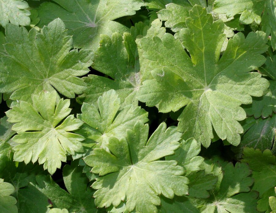 Image of Geranium &times; cantabrigiense specimen.