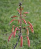 Aloe aristata