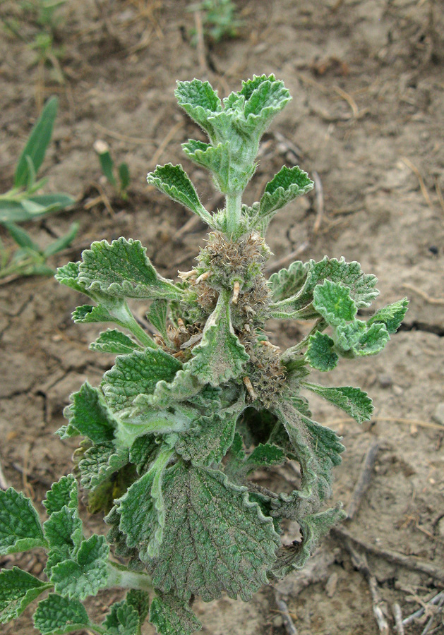 Image of Marrubium anisodon specimen.