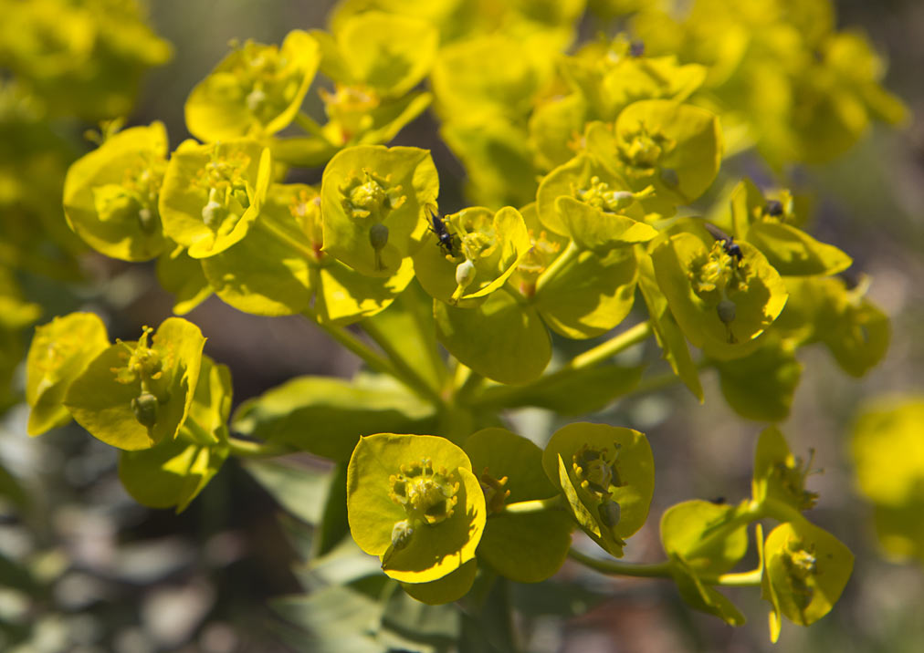 Изображение особи Euphorbia rigida.