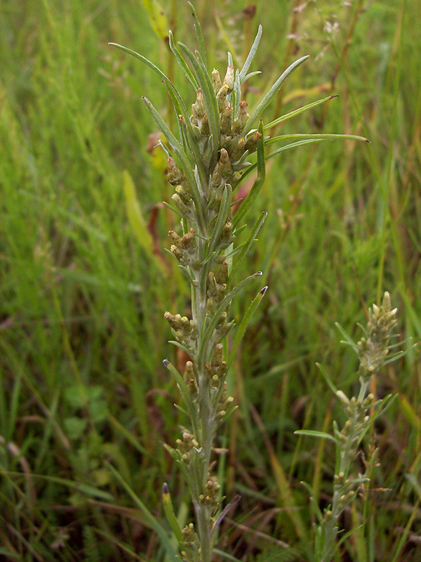 Image of Omalotheca sylvatica specimen.