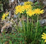 Taraxacum confusum
