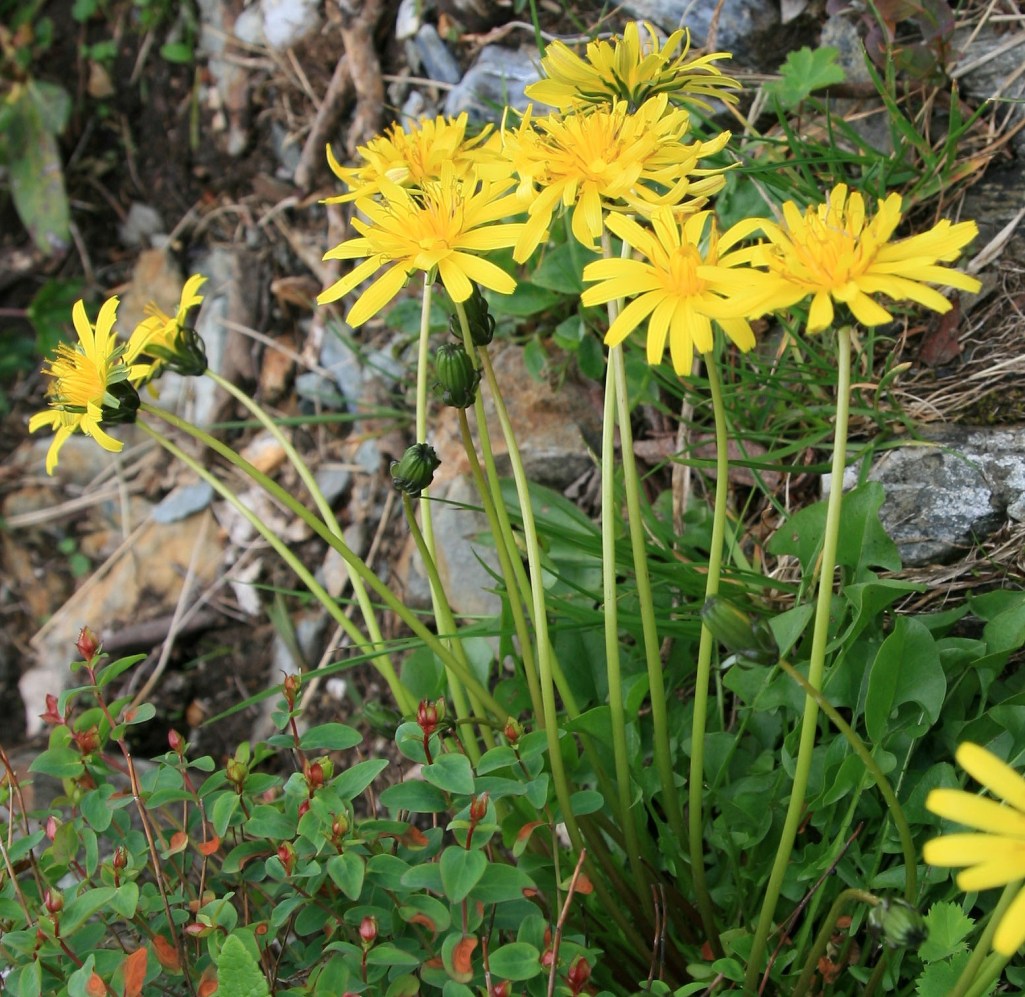 Изображение особи Taraxacum confusum.