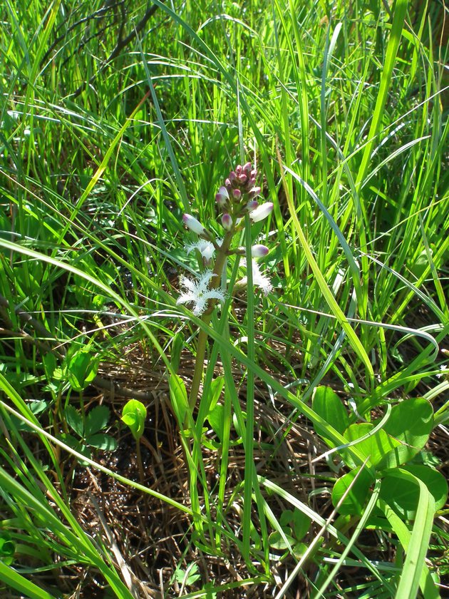 Изображение особи Menyanthes trifoliata.