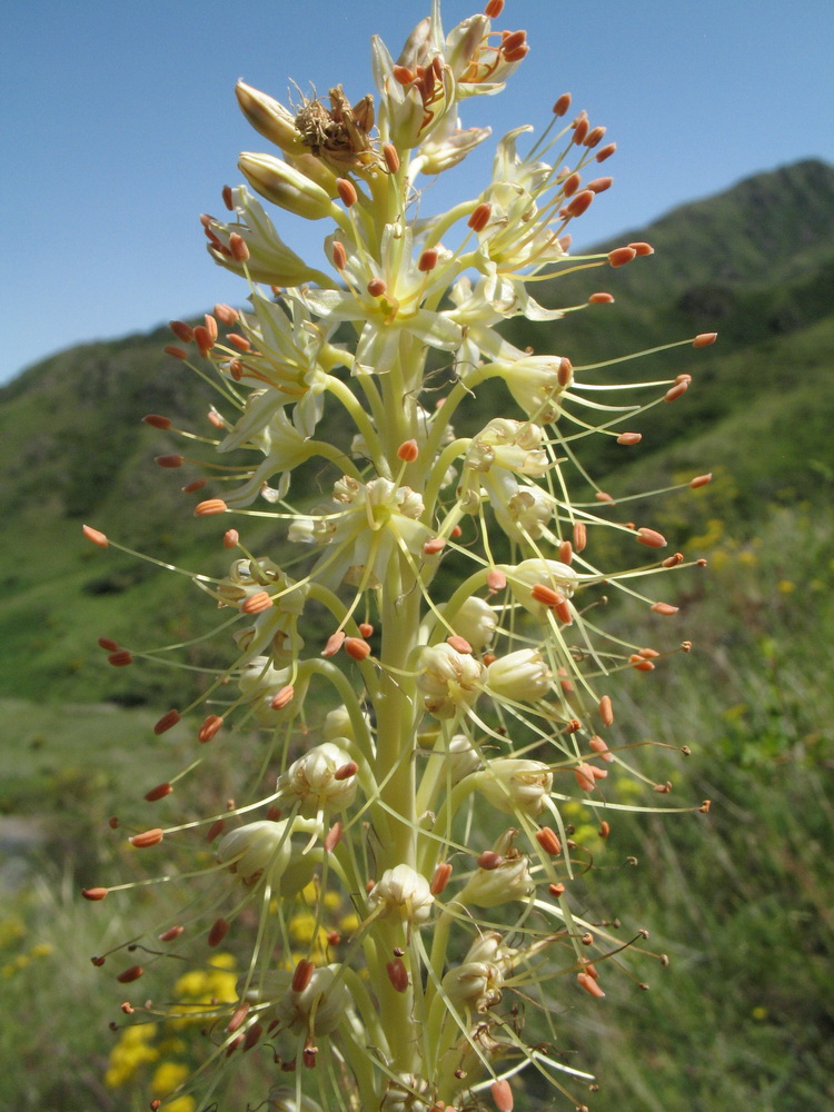 Изображение особи Eremurus altaicus.