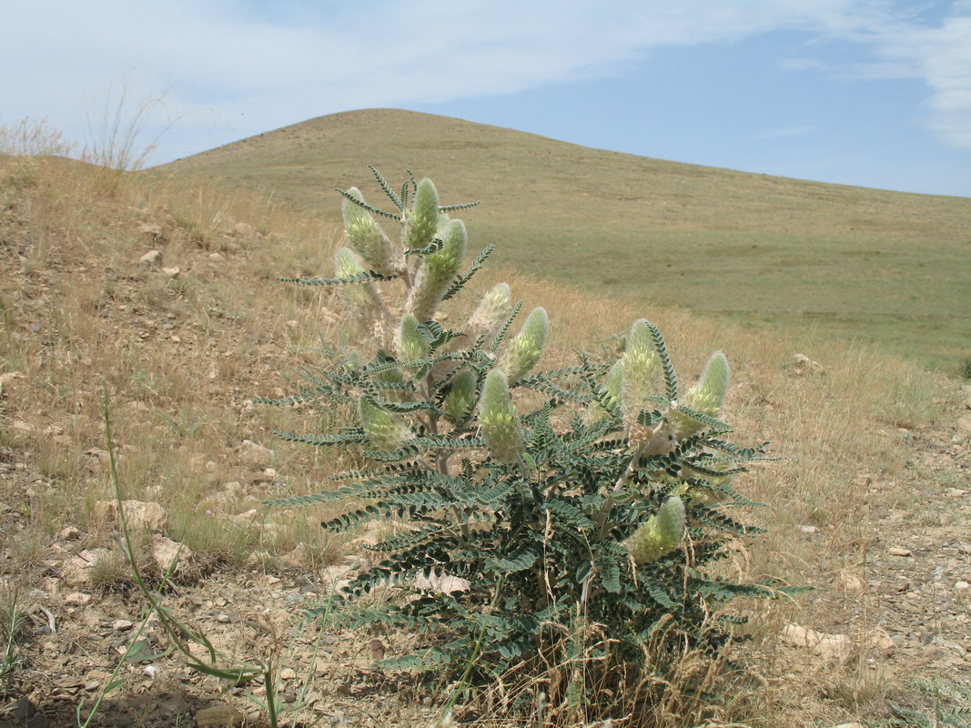 Image of Astragalus alopecias specimen.